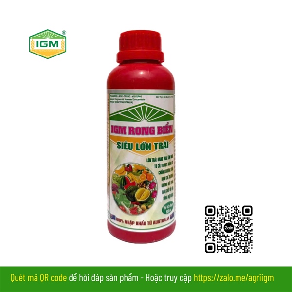 IGM RONG BIỂN (Siêu Lớn Trái): 500ml