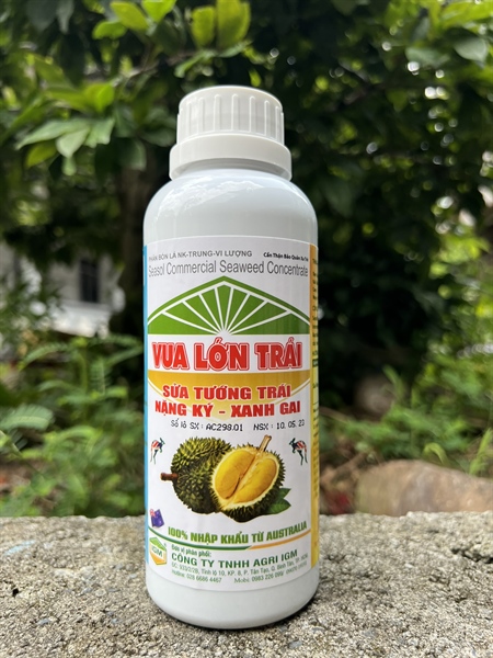 IGM TẢO BIỂN - VUA LỚN TRÁI: 500ml