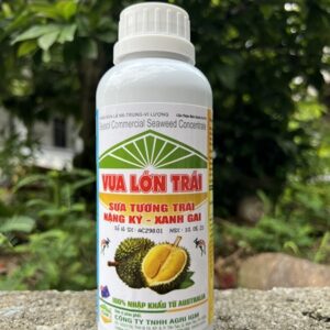 IGM TẢO BIỂN - VUA LỚN TRÁI: 500ml